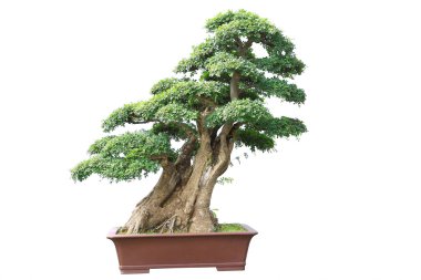 Bonsai beyaz arka planda izole edildi