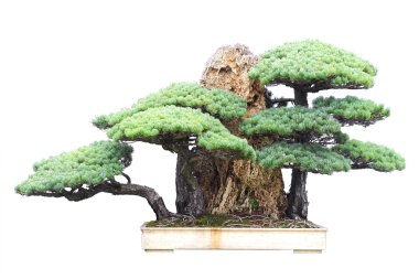 Beyaz arka plan üzerinde izole çam bonsai