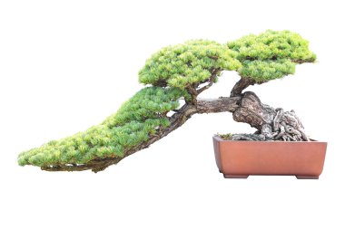 Pine bonsai isolated on white background clipart