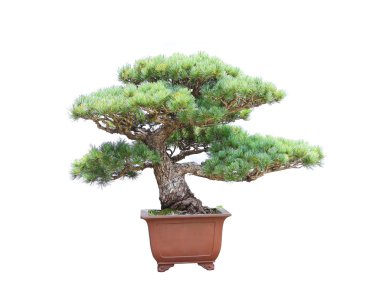 Beyaz arka plan üzerinde izole çam bonsai