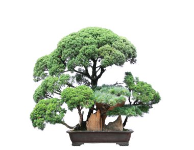 Bonsai beyaz arka planda izole edildi