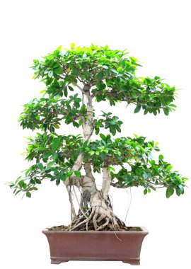 Beyaz arka plan üzerinde izole ficus bonsai