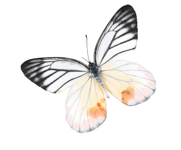 Schwarze und weiße Schmetterlinge isoliert auf weißem Hintergrund — Stockfoto