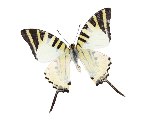 Farfalle bianche e nere isolate su fondo bianco — Foto Stock