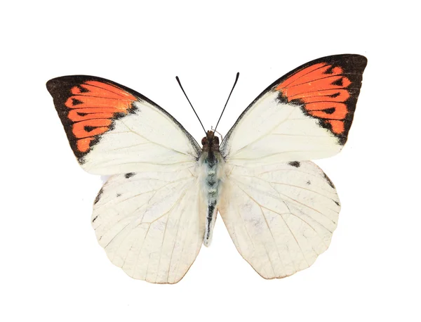 Farfalle rosse e bianche isolate su fondo bianco — Foto Stock