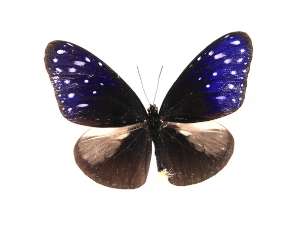 Papillons bruns et bleus isolés sur un fond blanc — Photo