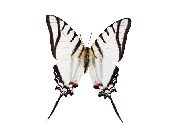 Papillons noirs et blancs isolés sur un fond blanc — Photo