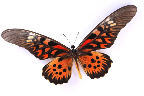 孤立在白色背景上的红色和棕色蝴蝶 — 图库照片