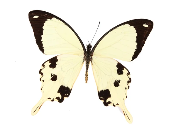 Желтые и черные бабочки изолированы на белом фоне — стоковое фото