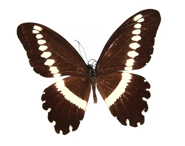 棕色黄色的蝴蝶，在白色背景上孤立 — 图库照片