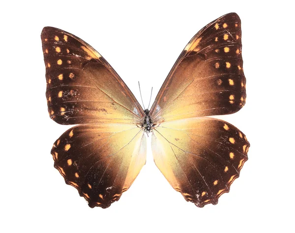 Бурые желтые бабочки, изолированные на белом фоне — стоковое фото