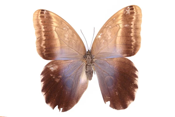 在白色背景上孤立的棕色蝴蝶 — 图库照片