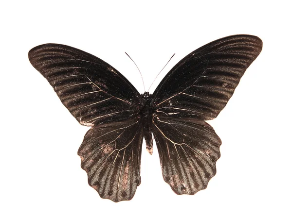 Zwarte vlinders geïsoleerd op een witte achtergrond — Stockfoto
