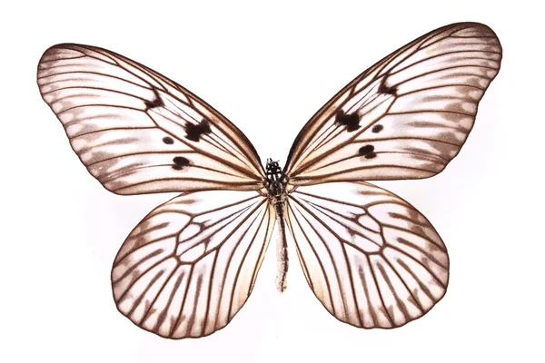 Farfalle marroni e bianche isolate su sfondo bianco — Foto Stock
