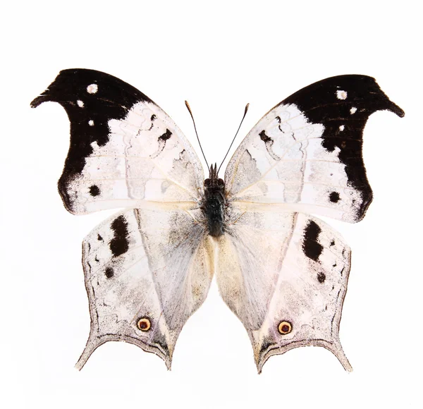 Bird Shape butterflies isolated on a white background — Stok fotoğraf