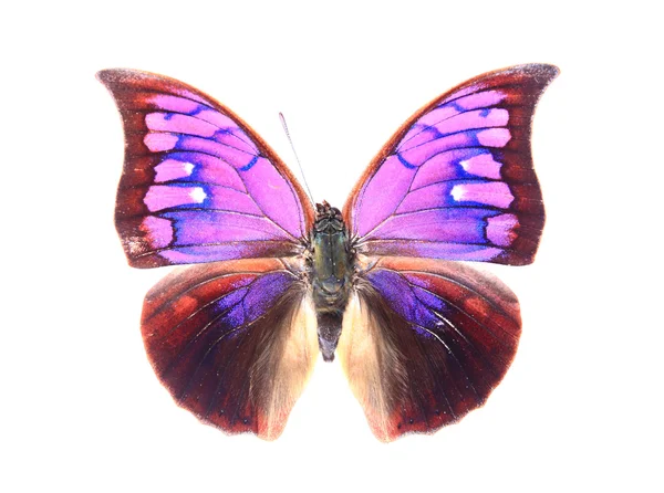 Blendende Farben des Schmetterlings — Stockfoto