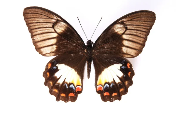 Ослепительные цвета бабочки — стоковое фото
