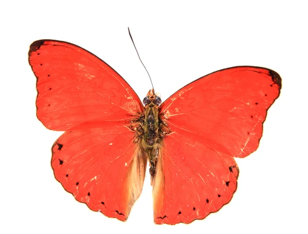 Cores deslumbrantes da borboleta — Fotografia de Stock