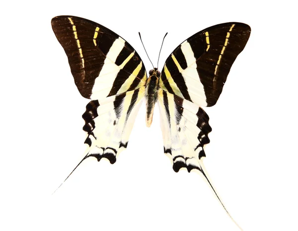蝶の見事な色 — ストック写真
