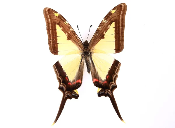 蝶の見事な色 — ストック写真