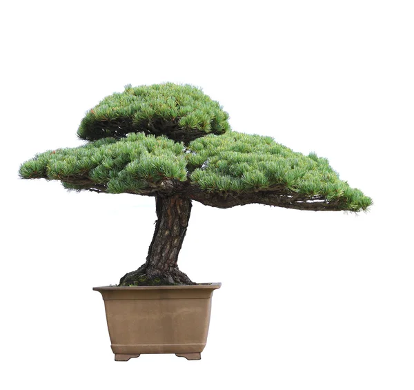 Pino bonsai isolato su sfondo bianco — Foto Stock