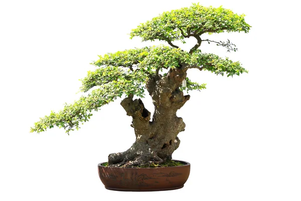 Olmo bonsai aislado sobre fondo blanco — Foto de Stock
