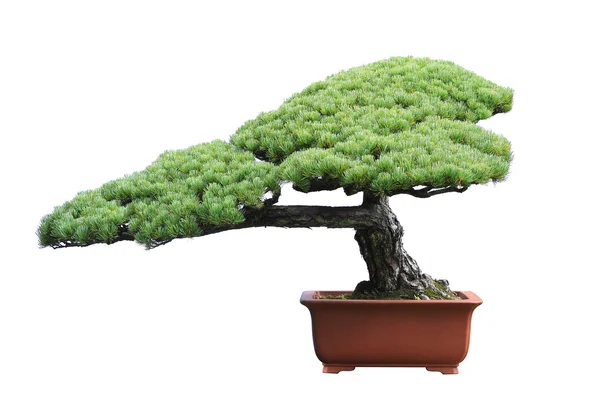 Pine bonsai geïsoleerd op witte achtergrond — Stockfoto