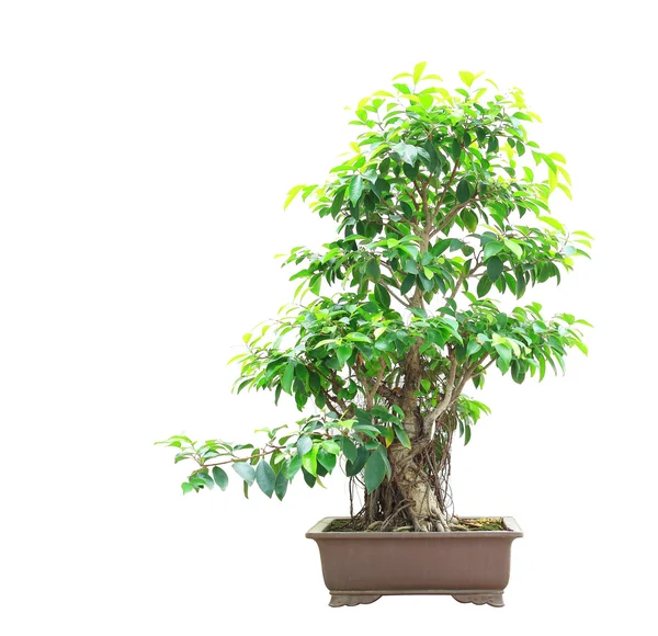 Ficus bonsai isolado sobre fundo branco — Fotografia de Stock