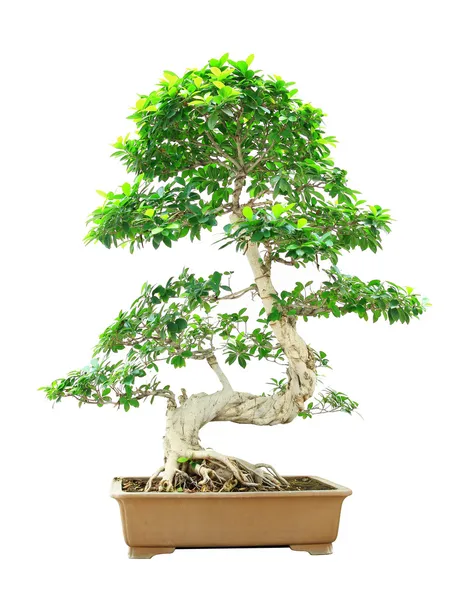 Ficus bonsai aislado sobre fondo blanco — Foto de Stock
