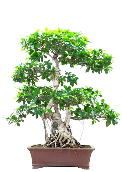 Ficus bonsai elszigetelt fehér background — Stock Fotó