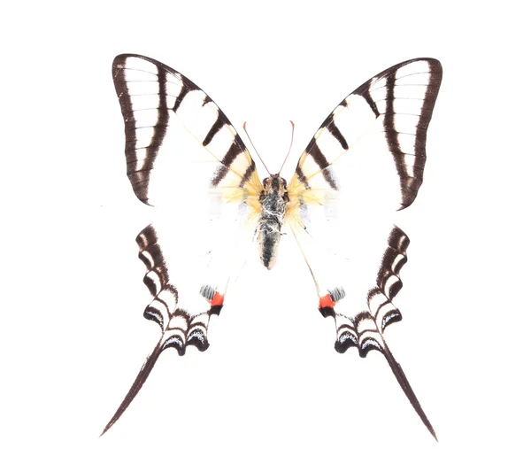 Czarno-białe motyle na białym tle na białym tle — Zdjęcie stockowe