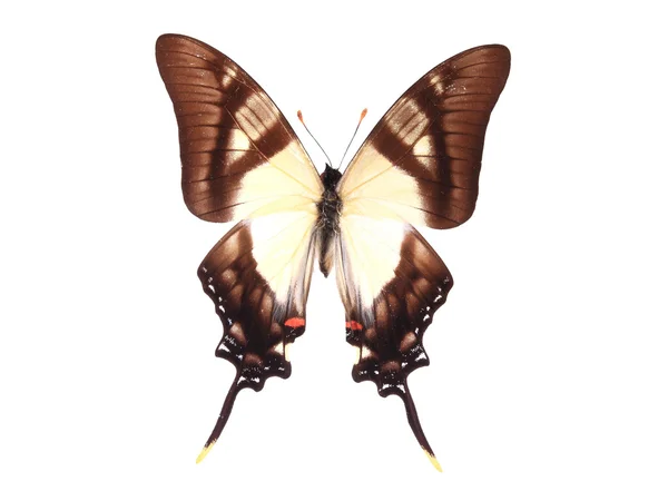 白い背景で隔離茶色と白の蝶 — ストック写真