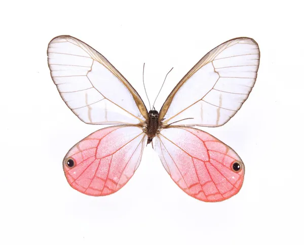 赤と白の蝶、白い背景で隔離 — ストック写真