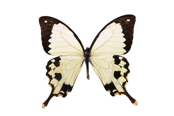 孤立在白色背景上的黑色和白色蝴蝶 — 图库照片