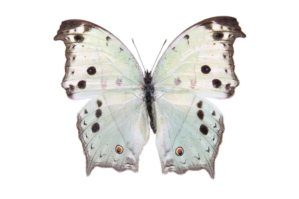 Papillons en forme d'oiseau isolés sur un fond blanc — Photo