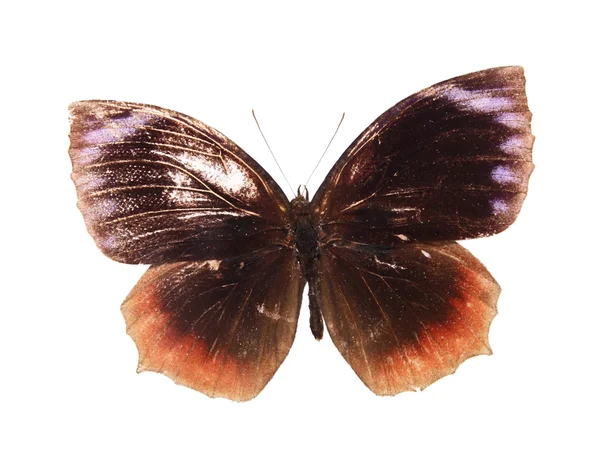 Brązowy motyle na białym tle na białym tle — Zdjęcie stockowe