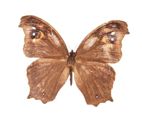 Коричневые бабочки на белом фоне — стоковое фото