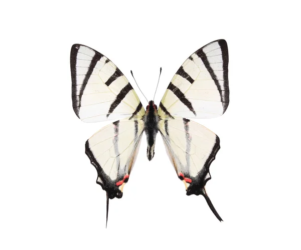 Černé a bílé motýli izolovaných na bílém pozadí — Stock fotografie
