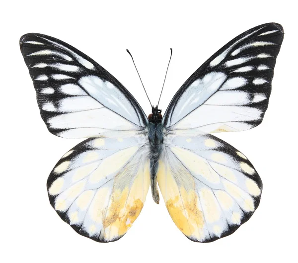 Черно-белые бабочки изолированы на белом фоне — стоковое фото