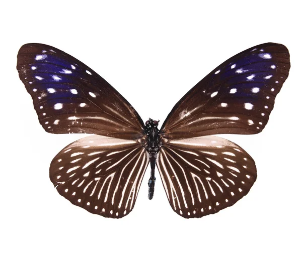Коричневые и фиолетовые бабочки на белом фоне — стоковое фото
