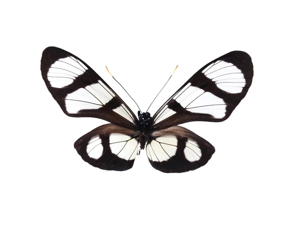 孤立在白色背景上的黑色和白色蝴蝶 免版税图库照片