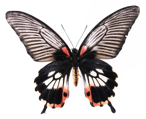孤立在白色背景上的黑色和红色蝴蝶 免版税图库图片