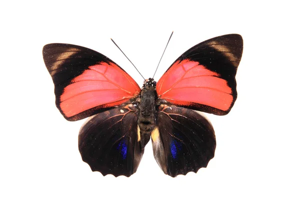 炫目的色彩的蝴蝶 免版税图库图片