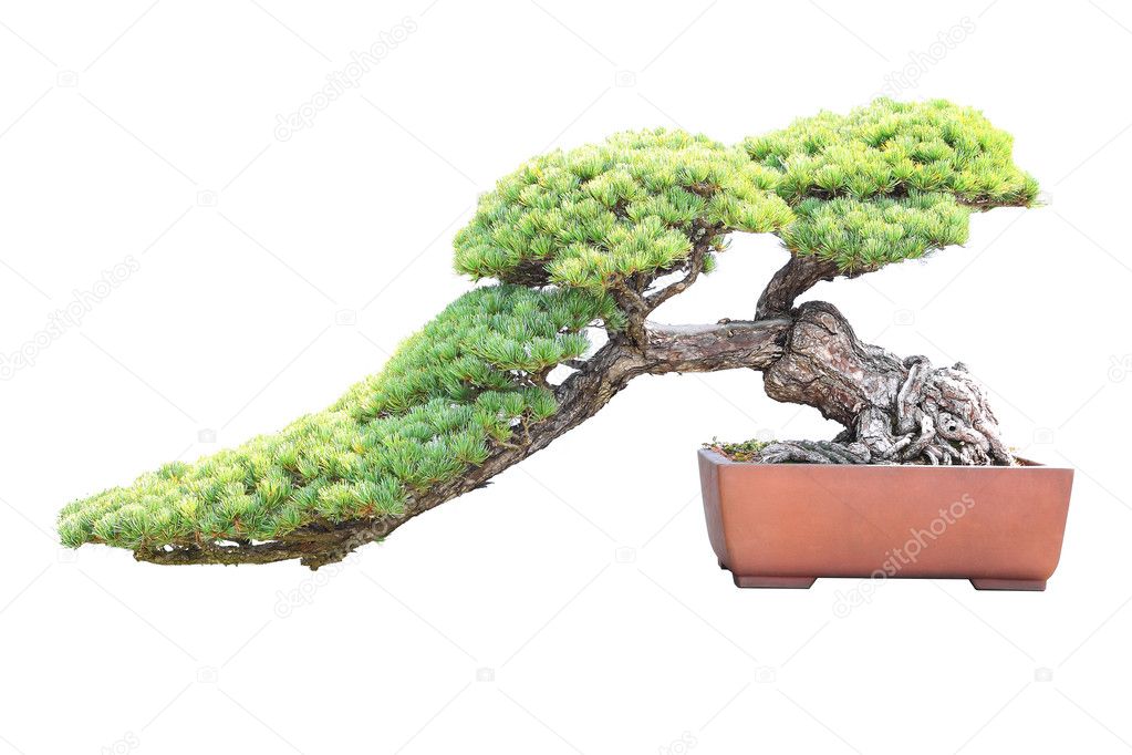 Pine bonsai isolated on white background