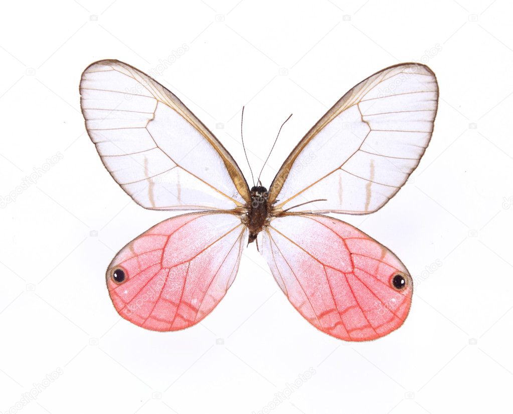 Red and white butterflies isolated on a white background