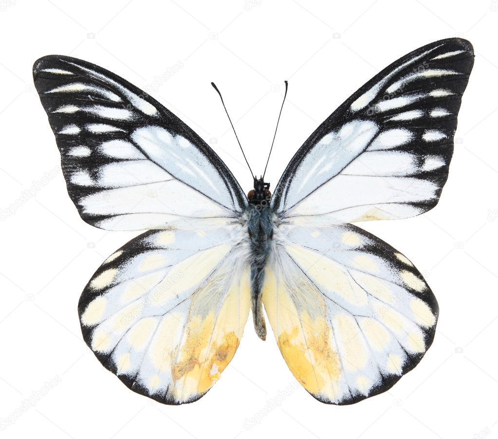 Black and white butterflies isolated on a white background