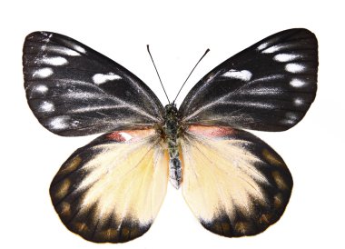 kahverengi ve beyaz kelebek