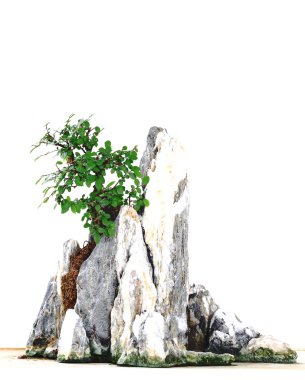 taş döşeli bahçe bonsai