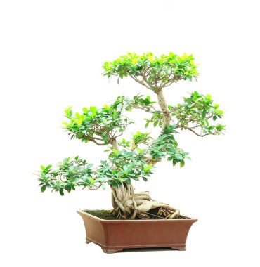 Ficus bonsai