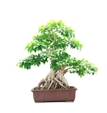 Ficus bonsai